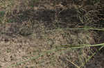 Switchgrass 